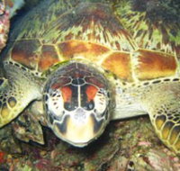 Adrenalin Snorkel and Dive - E Caravan Parks