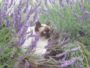 Aloomba Lavender - E Caravan Parks 2