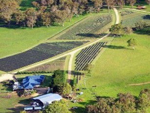 Aloomba Lavender - E Caravan Parks 3