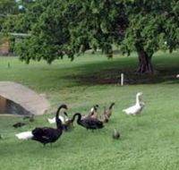 Anzac Park and Ululah Lagoon - E Caravan Parks