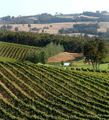 Brookhampton Estate Vineyard - E Caravan Parks 1