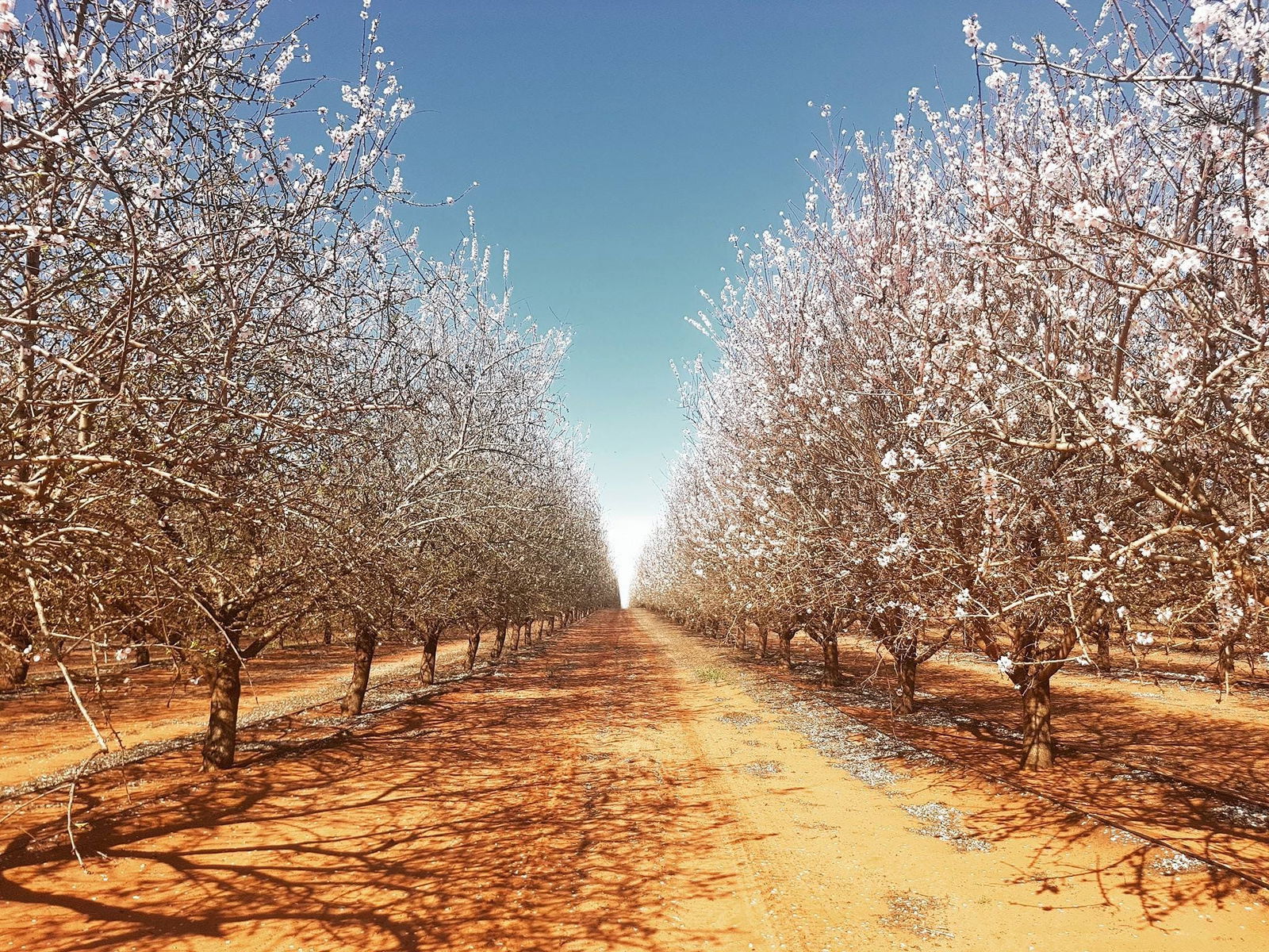 Robinvale Irrigation District Section C VIC E Caravan Parks