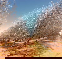 Mallee Almond Blossom Festival - E Caravan Parks
