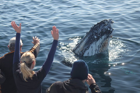 Eden Whale Festival - E Caravan Parks 0