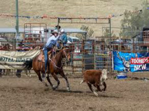 Gresford  Campdraft And Rodeo - E Caravan Parks 1