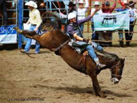 Gresford  Campdraft And Rodeo - E Caravan Parks 2