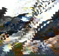 Mudgee Farm Walks - E Caravan Parks