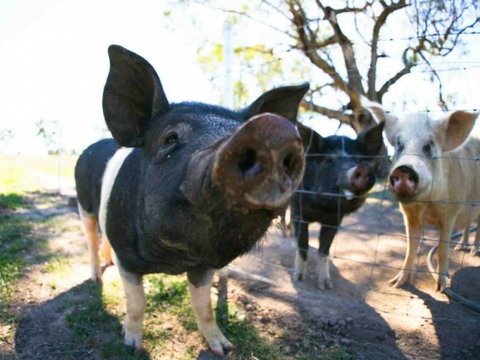 Mudgee Farm Walks - E Caravan Parks 0