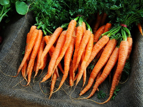 Mudgee Farm Walks - E Caravan Parks 2