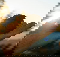 The Truffle Festival - Canberra Region - E Caravan Parks