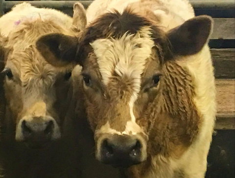 Wangaratta Show - E Caravan Parks 2