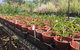 Conservation Volunteers Australia Townsville - Ocean View Nursery - thumb 2