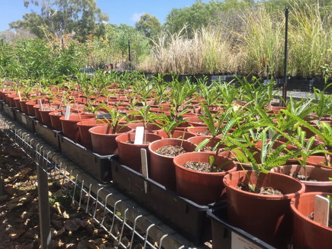 Conservation Volunteers Australia Townsville - Ocean View Nursery - E Caravan Parks 2