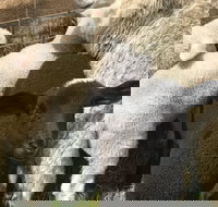 Flinders Island Show - E Caravan Parks