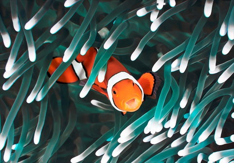 Great Barrier Reef Masters Games - E Caravan Parks 1