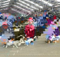 Hamilton Jack Russell Terrier and Hunting Dog Show - E Caravan Parks
