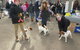 Hamilton Jack Russell Terrier And Hunting Dog Show - thumb 1