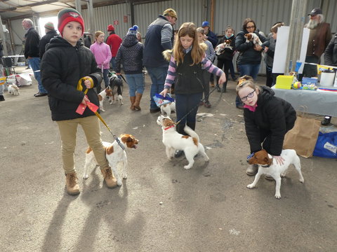 Hamilton Jack Russell Terrier And Hunting Dog Show - E Caravan Parks 1