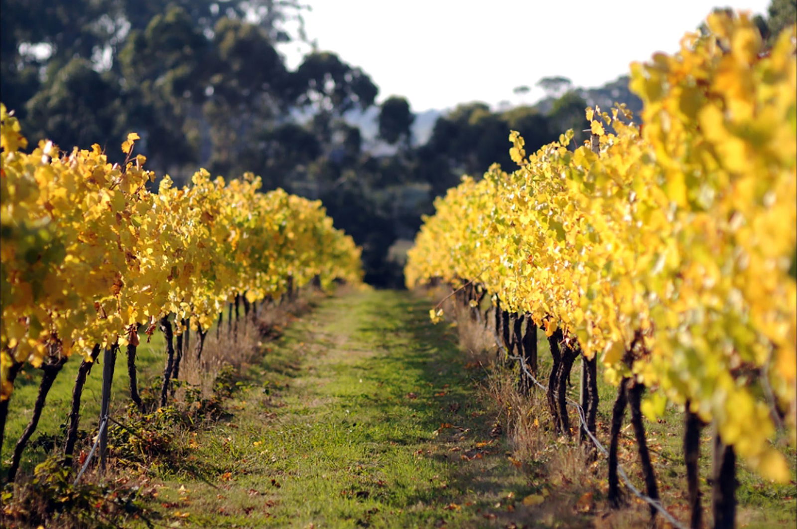 Irrewillipe East VIC E Caravan Parks