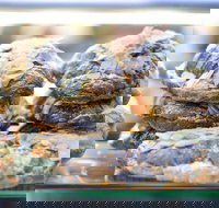 Piccolo Espresso - E Caravan Parks