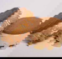 Gelato Messina - South Brisbane - E Caravan Parks