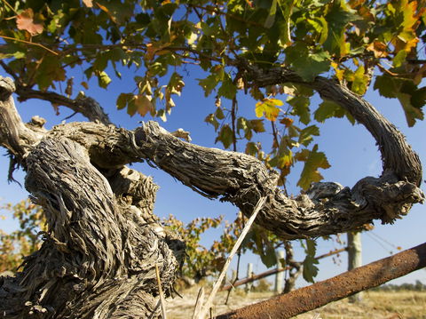 Jones Winery & Vineyard - E Caravan Parks 2