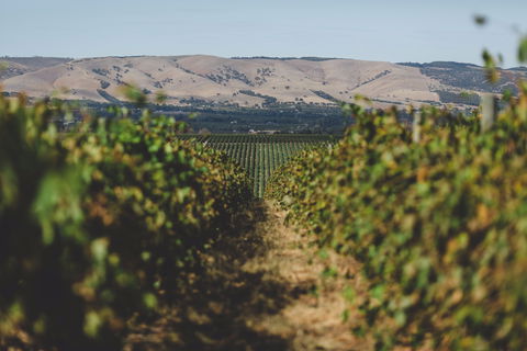 Mr. Riggs Wine Co. - E Caravan Parks 1