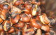 Tweenhills Chestnuts - thumb 0