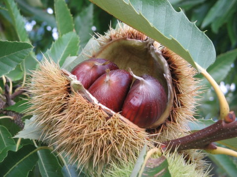 Tweenhills Chestnuts - E Caravan Parks 1