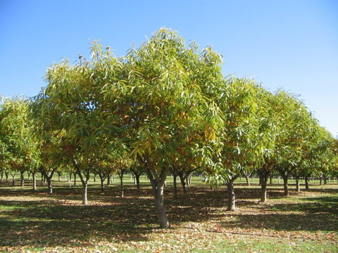 Tweenhills Chestnuts - E Caravan Parks 2