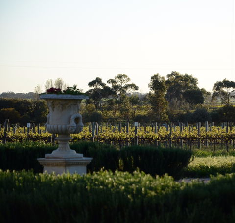 Angas Plains Wines Cellar Door - E Caravan Parks 1