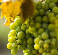 Affleck Vineyard - E Caravan Parks