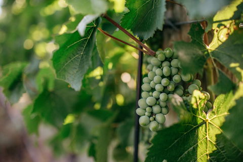 Paramoor Winery - E Caravan Parks 1
