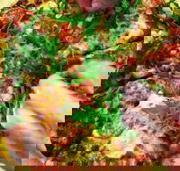 The Angry Pigeon - E Caravan Parks