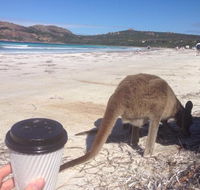 Lucky Bean - E Caravan Parks