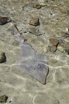 Shark Bay Ocean Park Aquarium - E Caravan Parks 2