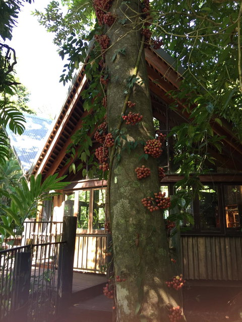 The Cassowary Cafe - E Caravan Parks 2