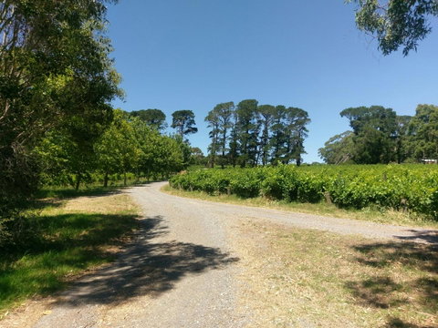 Lost In The Vines - E Caravan Parks 28