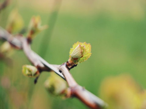 Lost In The Vines - E Caravan Parks 16