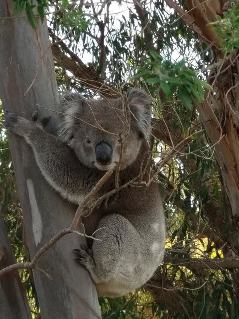Lost In The Vines - E Caravan Parks 29