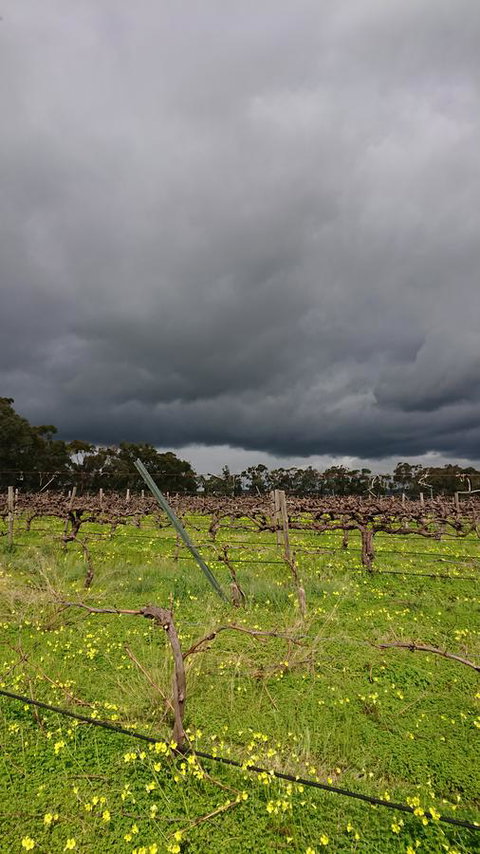 Lost In The Vines - E Caravan Parks 27