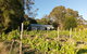 Lost In The Vines - thumb 25