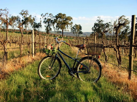 Lost In The Vines - E Caravan Parks 17