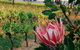 Lost In The Vines - thumb 14