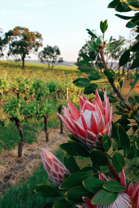 Lost In The Vines - E Caravan Parks 14