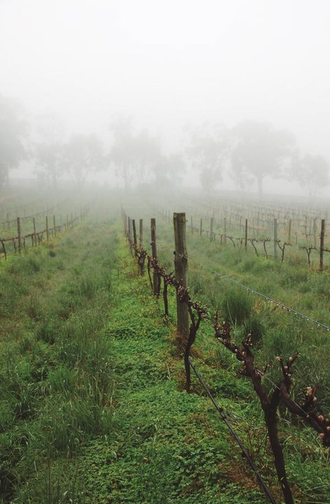 Lost In The Vines - E Caravan Parks 15