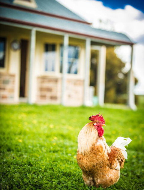 Barossa Vineyard Cottages - E Caravan Parks 39