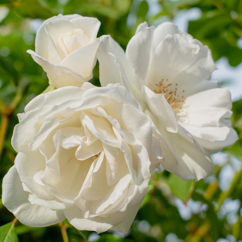 Haven Cottage Kangaroo Island - E Caravan Parks 2