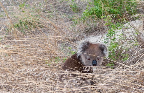 Admirals Inn - E Caravan Parks 33