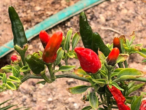 Aussie Opal Diggers Outback Retreat-Undergound - E Caravan Parks 25